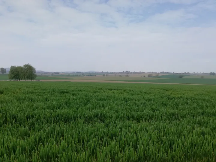 Bayernwald, Wijtschate, Heuvelland (Belgium)